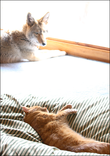 Coyote And Cat