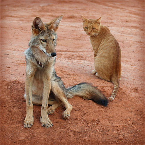 tip tail kiss dailycoyote