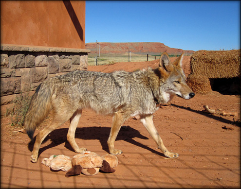 do coyotes eat dogs