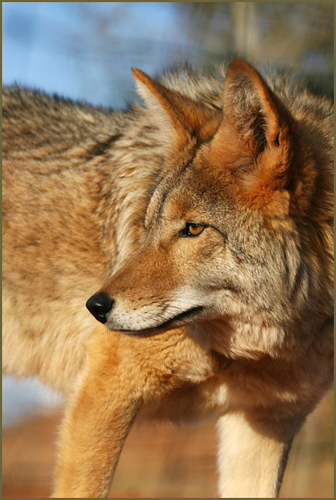predatormcfluffface2012W