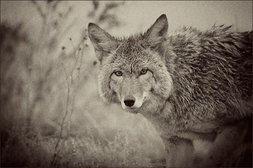 andcloudywastheweather2012W