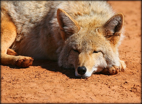 catnap2013W