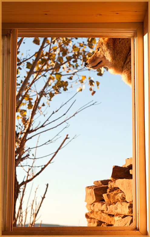 outmywindow2013W