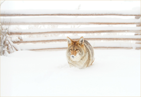 pupsicle2014W
