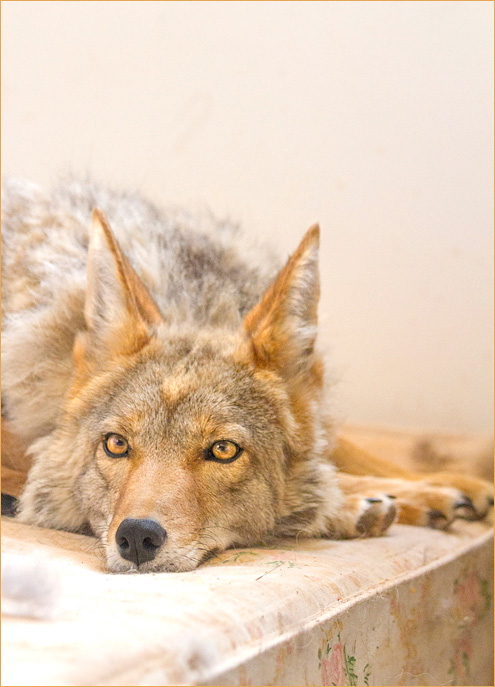 thestarsinsideus2015W