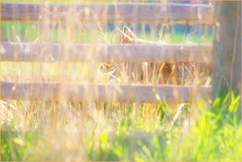 inmygardernforever2016W