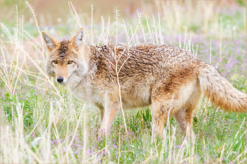 The Daily Coyote » Blog Archive » Lush Life