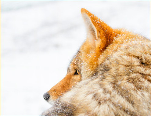 withsprinklesontop2016W