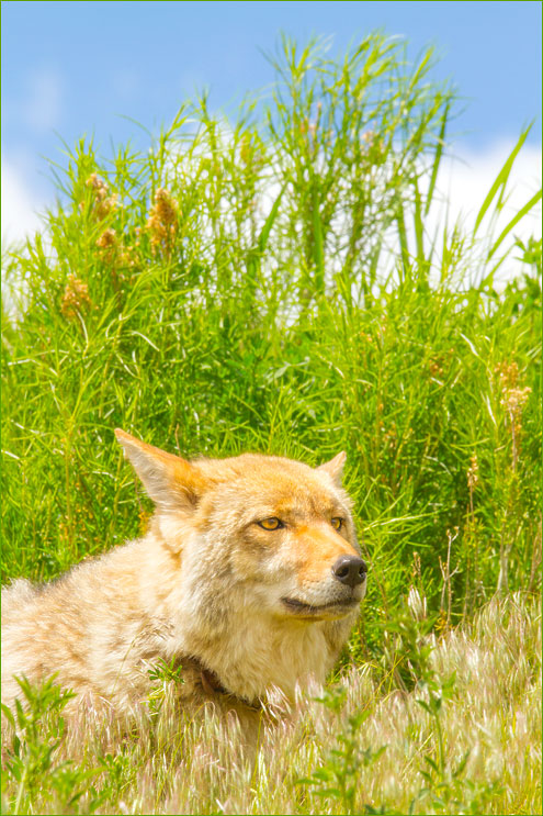 best coyote sounds for late december best coyote sounds for late december