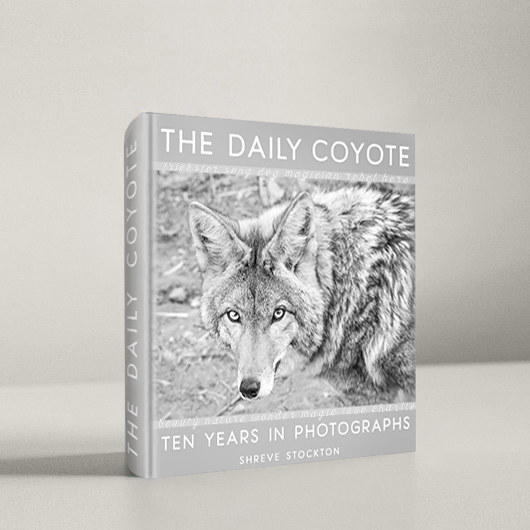 Coyote by Kelly Oliver Coyote by Kelly Oliver