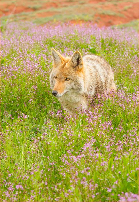 wildbouquet2017W