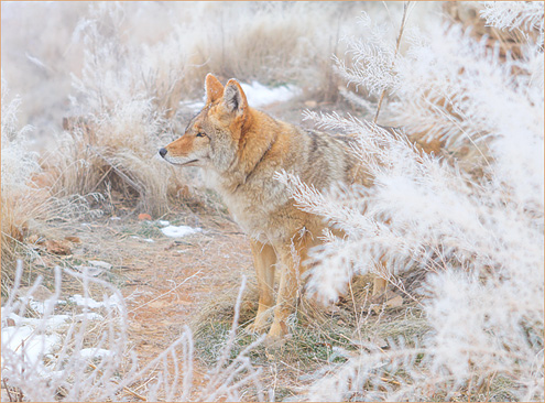 feathersoffrost2018W