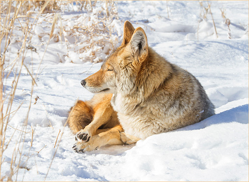sunbathinginasnowbank2019W