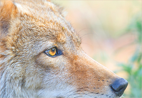 todissolveinthesky2019W